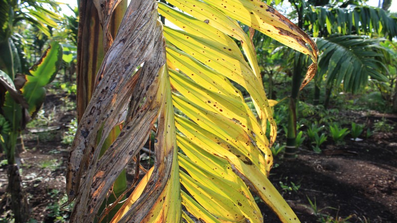 Kredit Foto © Pantau Gambut